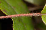 Trailing arbutus